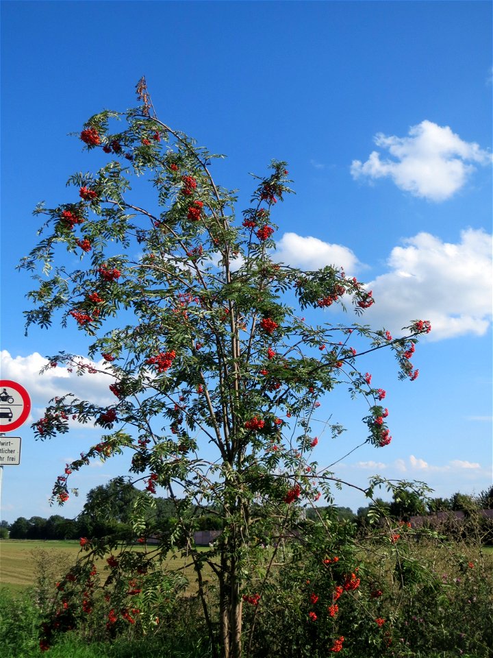 Eberesche (Sorbus aucuparia) bei Hockenheim