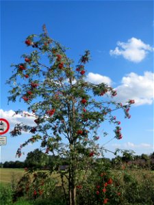 Eberesche (Sorbus aucuparia) bei Hockenheim