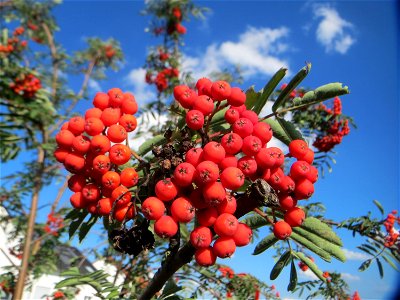 Eberesche (Sorbus aucuparia) bei Hockenheim