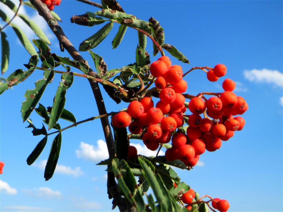 Eberesche (Sorbus aucuparia) bei Hockenheim