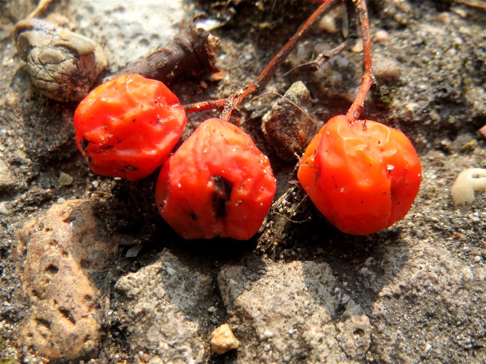 Herabgefallene Früchte der Eberesche (Sorbus aucuparia) oder Vogelbeere in der Schwetzinger Hardt