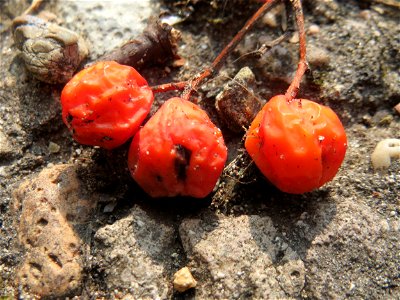 Herabgefallene Früchte der Eberesche (Sorbus aucuparia) oder Vogelbeere in der Schwetzinger Hardt photo