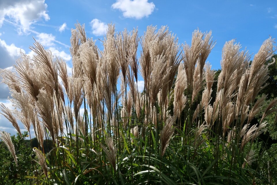 Phragmites plume plumes