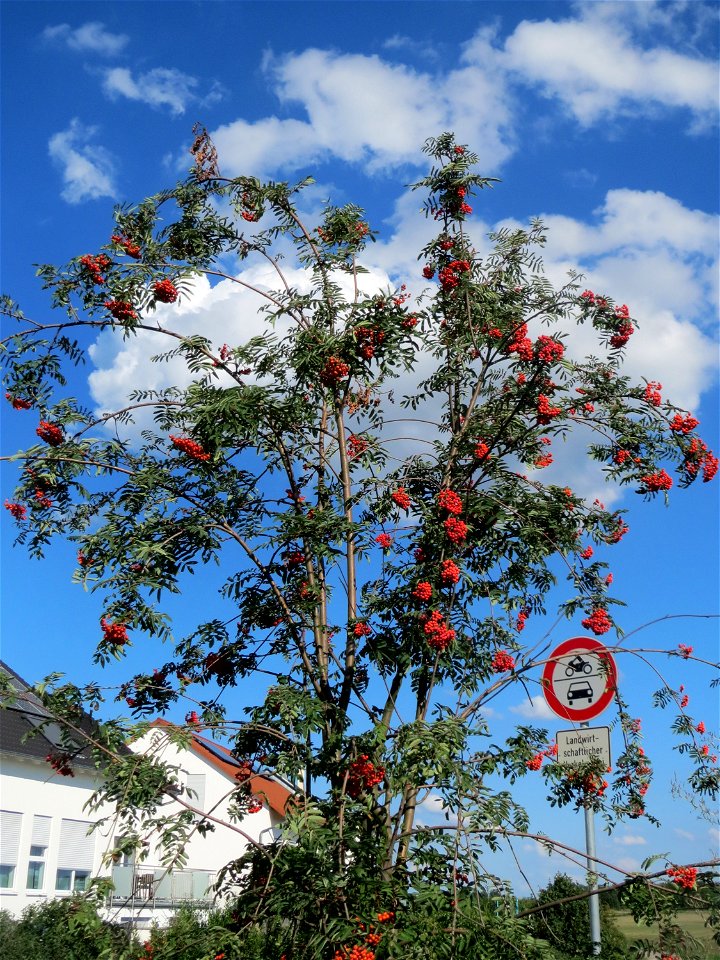 Eberesche (Sorbus aucuparia) bei Hockenheim