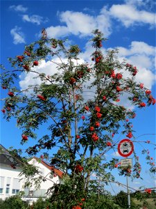 Eberesche (Sorbus aucuparia) bei Hockenheim
