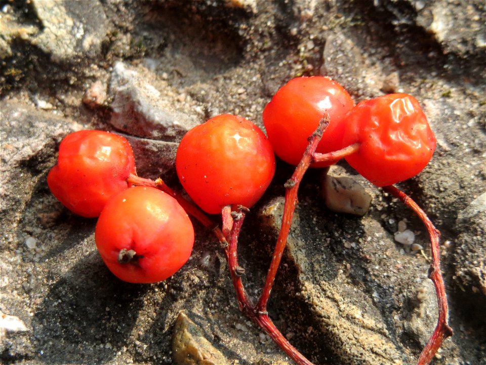 Herabgefallene Früchte der Eberesche oder Vogelbeere (Sorbus aucuparia) in der Schwetzinger Hardt