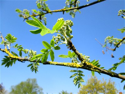 Blütenknospen der Eberesche (Sorbus aucuparia) im Gartenschaupark Hockenheim