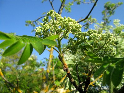 Blütenknospen der Eberesche (Sorbus aucuparia) im Gartenschaupark Hockenheim