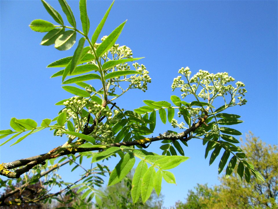 Blütenknospen der Eberesche (Sorbus aucuparia) im Gartenschaupark Hockenheim