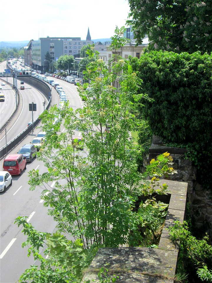 Eberesche (Sorbus aucuparia) an der Schlossmauer in Alt-Saarbrücken