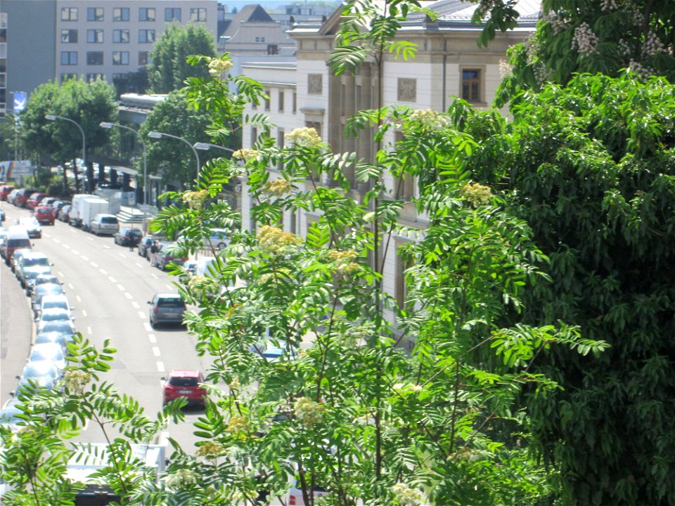 Eberesche (Sorbus aucuparia) an der Schlossmauer in Alt-Saarbrücken