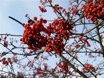 Früchte einer Eberesche (Sorbus aucuparia) in Hockenheim
