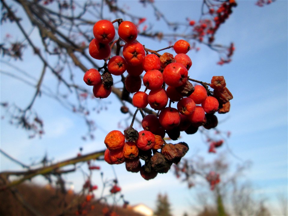 Früchte einer Eberesche (Sorbus aucuparia) in Hockenheim
