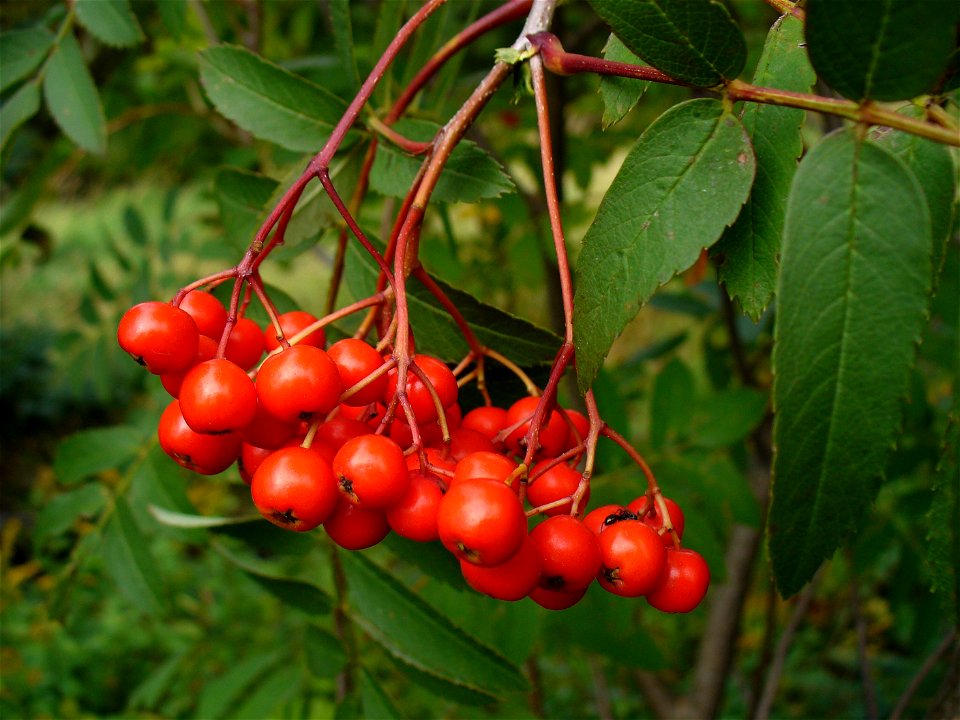 Sorbus aucuparia fruit. I am the originator of this photo. I hold the copyright. I release it to the public domain.
