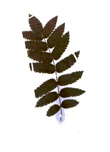 Blatt einer Eberesche/Herbarium