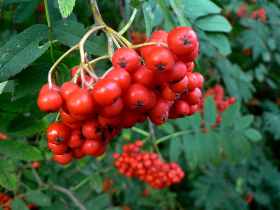 Sorbus aucuparia - ULg, Sart Tilman, Liège