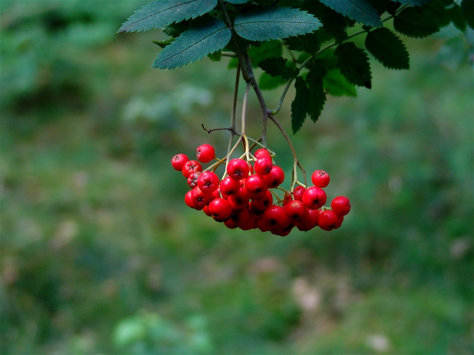 Lijsterbes Sorbus aucuparia