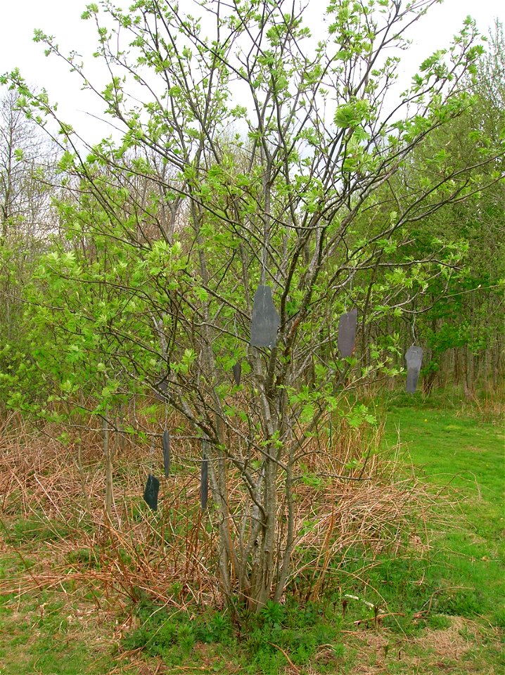 A Rowan Tree Wish Tree at Eglinton Country Park, North Ayrshire, Scotland