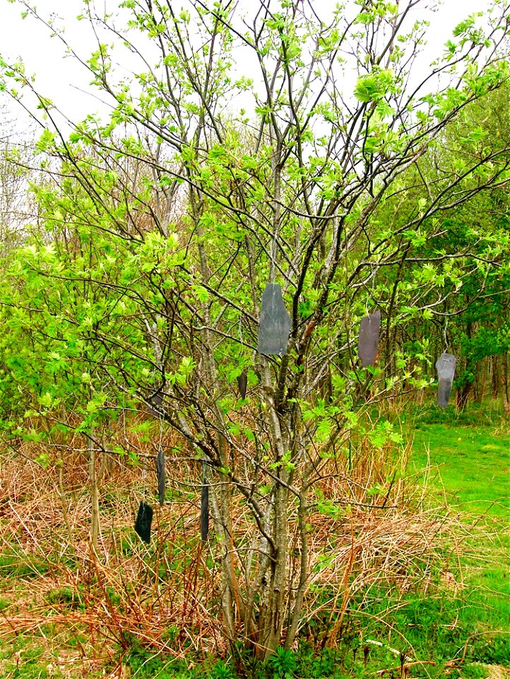 A Rowan Tree Wish Tree at Eglinton Country Park, North Ayrshire, Scotland