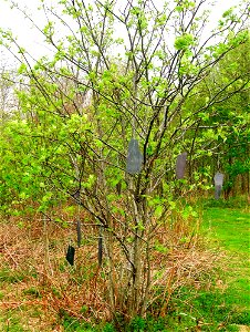 A Rowan Tree Wish Tree at Eglinton Country Park, North Ayrshire, Scotland