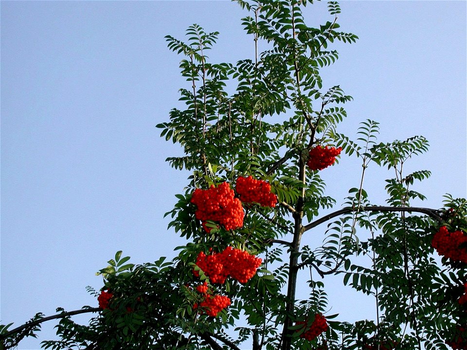 Image title: Rowan roses flowers Image from Public domain images website, http://www.public-domain-image.com/full-image/flora-plants-public-domain-images-pictures/flowers-public-domain-images-pictures photo