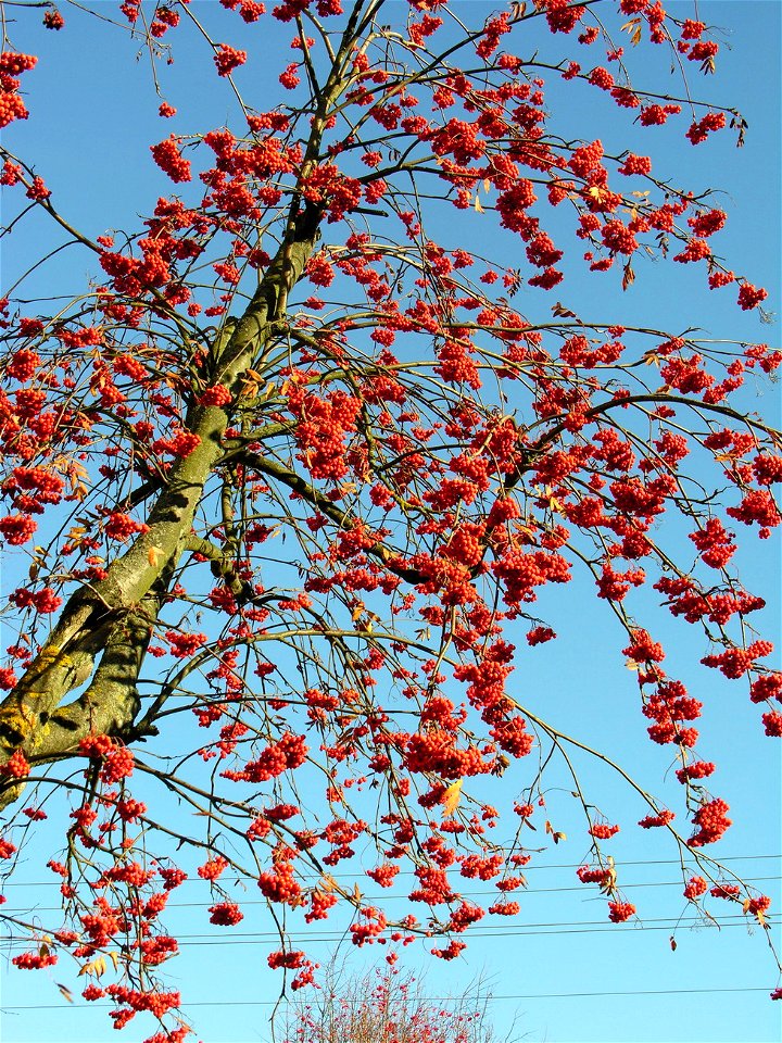 Paprastasis šermukšnis (Sorbus aucuparia)
Fam. Rosaceae

Foto: Algirdas, 2005 m. spalio 28 d., Lietuva