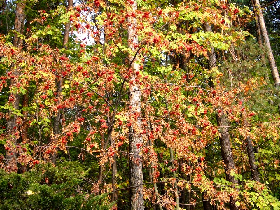 Sorbus aucuparia