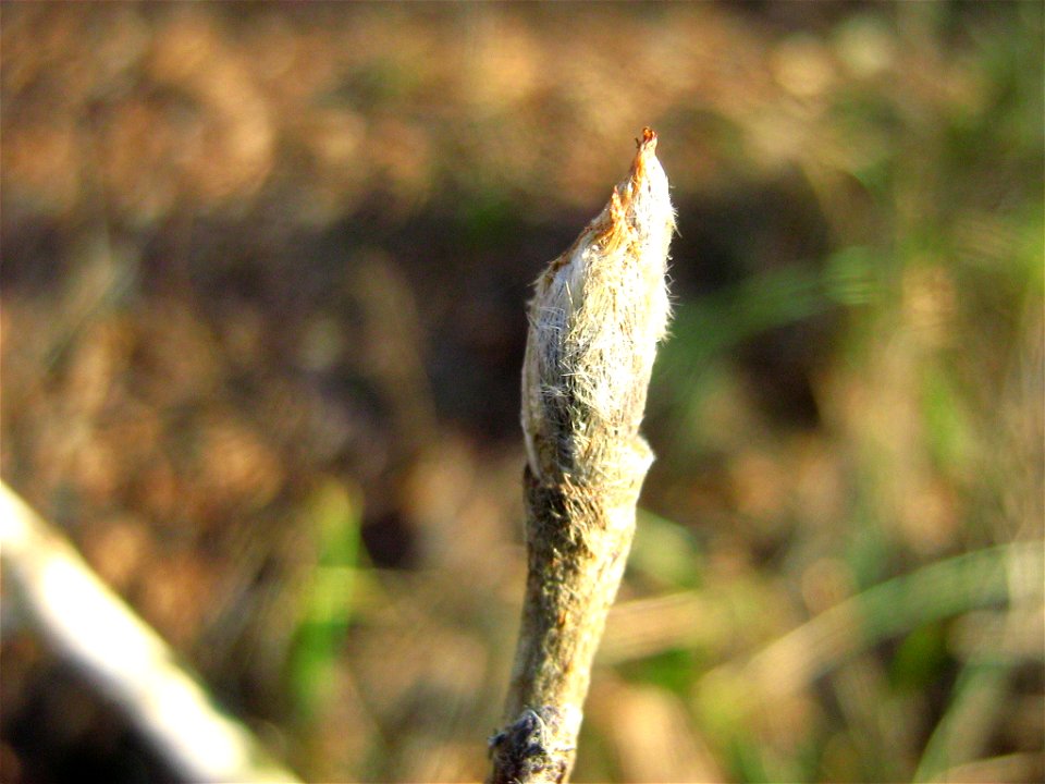 Bud  of European Rowan Sorbus aucuparia on the banks of the river Havel in Oranienburg, Brandenburg, Germany