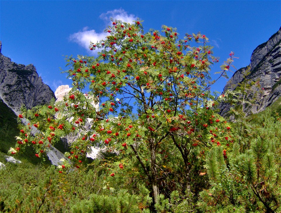 A Rowan tree, with Mountain Pine shrubs.