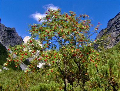 A Rowan tree, with Mountain Pine shrubs. photo