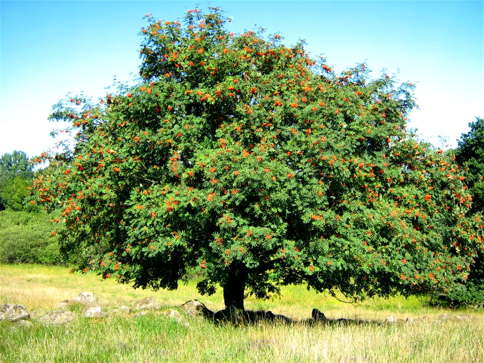 Solitäre fruchtende Eberesche (Sorbus aucuparia) am Rand eines Os´s bei Gatschow, Gmde. Beggerow, Landkreis Demmin, Vorpommern.)