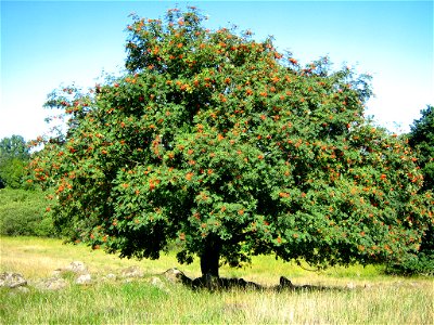 Solitäre fruchtende Eberesche (Sorbus aucuparia) am Rand eines Os´s bei Gatschow, Gmde. Beggerow, Landkreis Demmin, Vorpommern.) photo