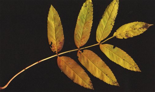 Рябина обыкновенная. Лист. Осенняя окраска. Скан. - Sorbus aucuparia. leaf. Autumn photo
