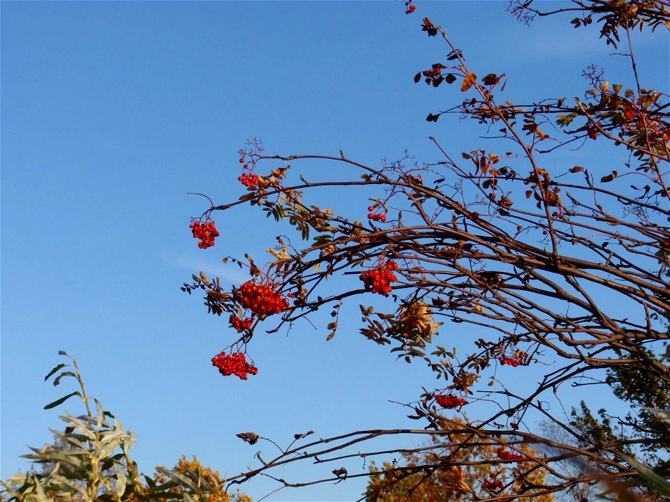 Sorbus aucuparia, taken in Tallinn, Estonia.