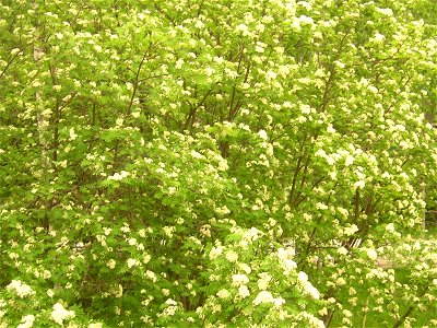 Рябина обыкновенная. Куст во время цветения. - Sorbus aucuparia