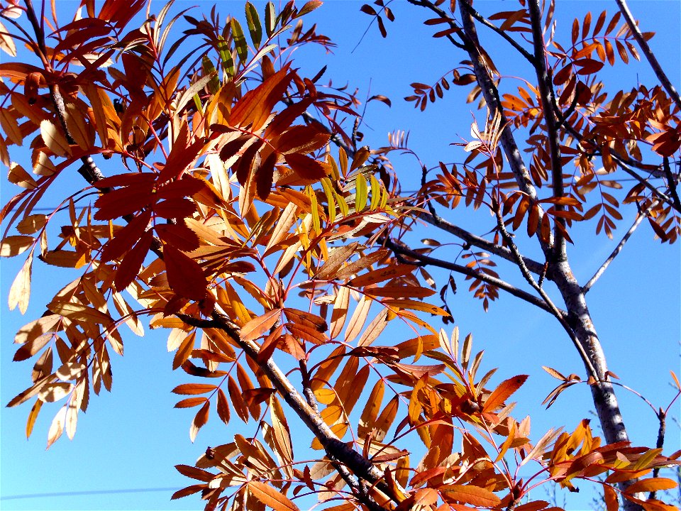Rowan Sorbus aucuparia leaves, Dehesa Boyal de Puertollano, Spain