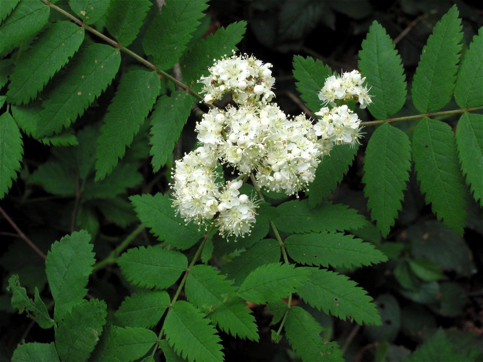 Picture taken by myself: Sorbus aucuparia (Wilde lijsterbes bloeiwijze);