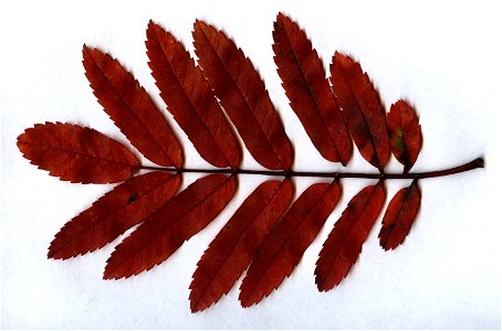 Fall-coloured leaf of Sorbus aucuparia photo