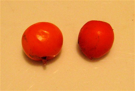 Sorbus californica fruits (left) are apple-shaped; Fruits of S. aucuparia (right) are conical at the stem end.