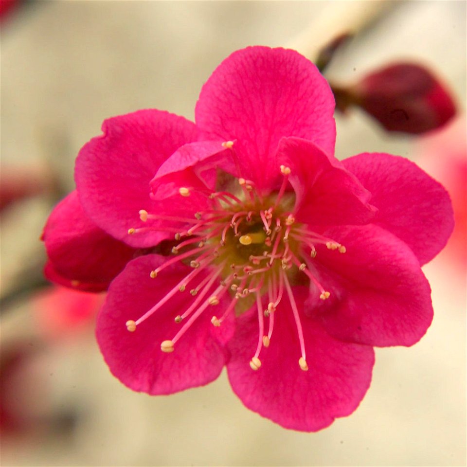 Red plum blossom Prunus mume