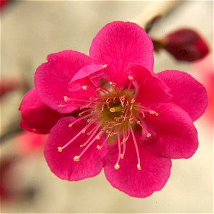 Red plum blossom Prunus mume