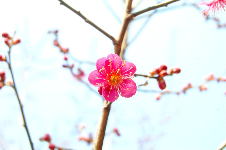 hong-maehwa (red plum blossom)