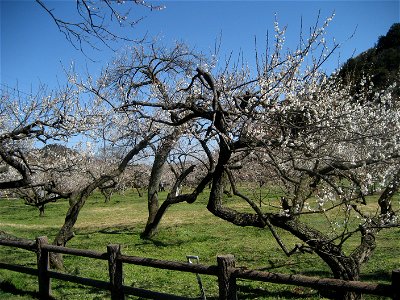 Ogose Plum Grove