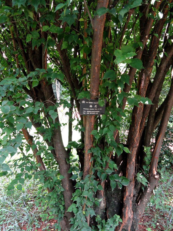 Plant specimen in the Kunming Botanical Garden, Kunming, Yunnan, China.