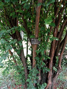 Plant specimen in the Kunming Botanical Garden, Kunming, Yunnan, China.