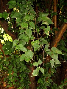 Plant specimen in the Kunming Botanical Garden, Kunming, Yunnan, China.