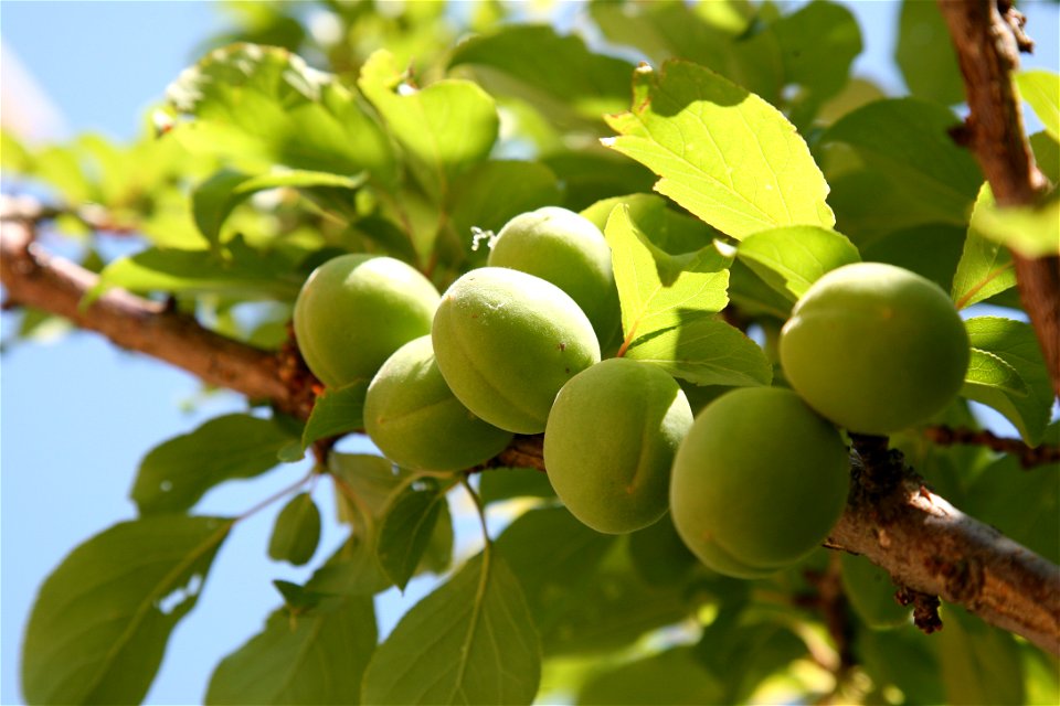 Green plum (Prunus mume) in Gangneung, Korea