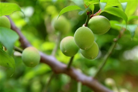 Green plum (Prunus mume) in Gangneung, Korea