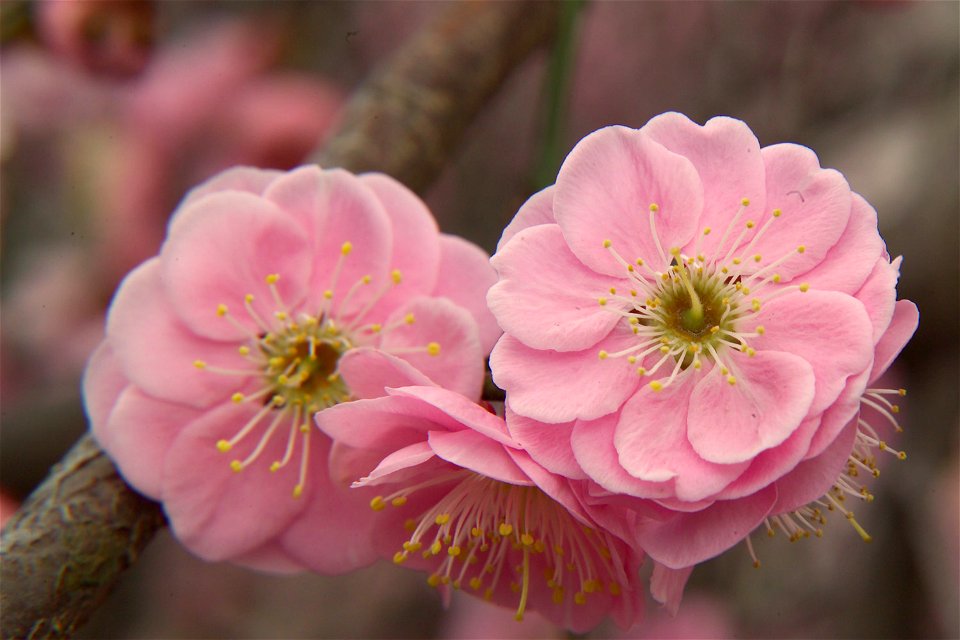 Plum blossom Prunus mume