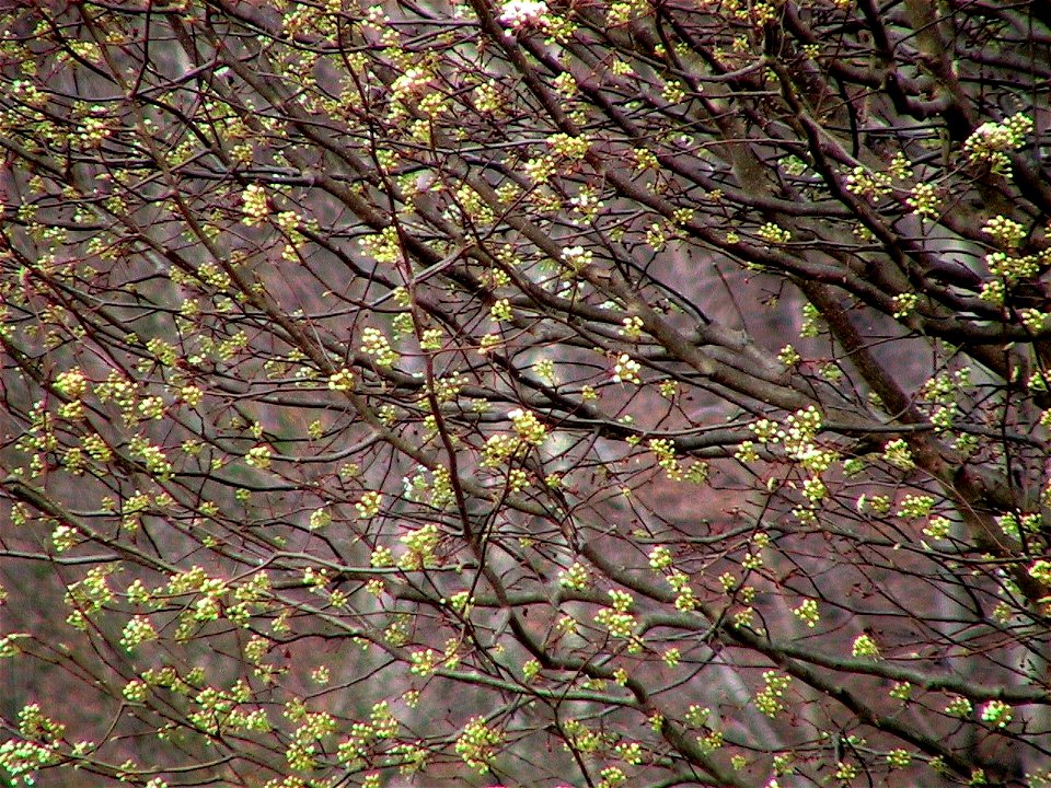 Image title: Bradford pear tree Image from Public domain images website, http://www.public-domain-image.com/full-image/flora-plants-public-domain-images-pictures/trees-public-domain-images-pictures/br photo